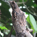 Common Potoo