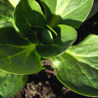 Field Salad