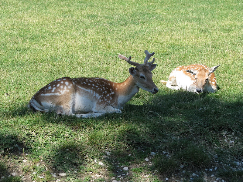 Animaux au Parc de la Tête d'Or