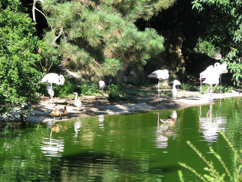 Animaux au Parc de la Tête d'Or