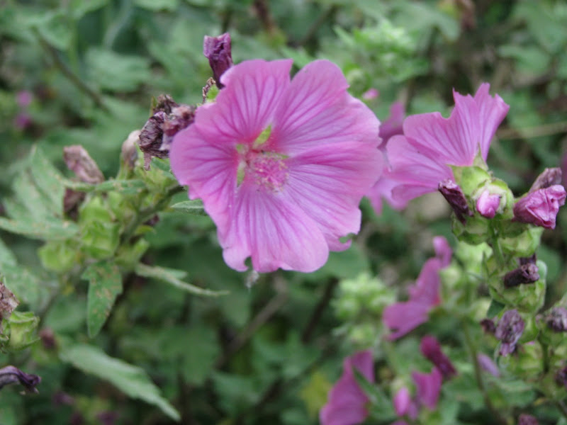 Photos en macro - Fleurs