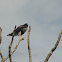White-tailed Hawk