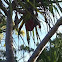 Pandanus or Screw Pine
