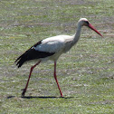 White stork
