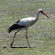 White stork