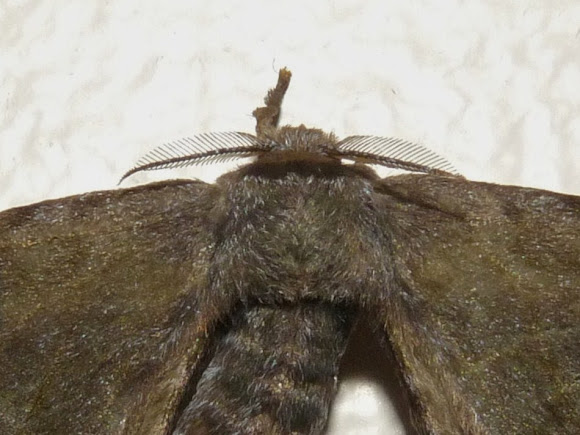 Spotting Image 1