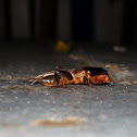Mole cricket