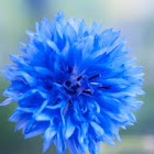 Cornflower