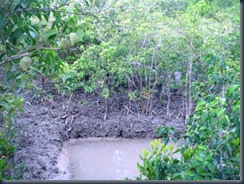 036 mangrove many