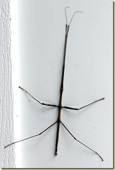 walking stick 01