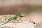 IMG_3312.JPG
