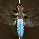 Broad-bodied Chaser