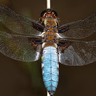 Broad-bodied Chaser