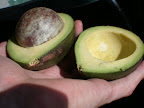 This avocado was kind of a rip off