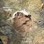 False Puffball