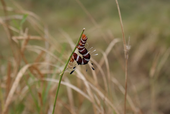 Spotting Image 1