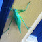 Round-headed Katydid (female)