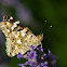Painted Lady