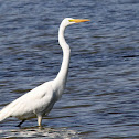 The Great Egret