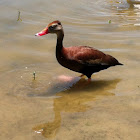 Black-bellied whistling duck