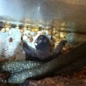 Snapping turtle