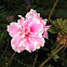 Pink Flower with White Rims