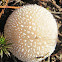 Puff Ball