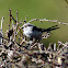 Long-tailed Tit