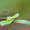 Male Mosquito