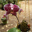 Phalaenopsis
