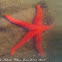 Red Starfish