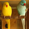 Indian Ringnecks