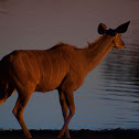 Greater Kudu