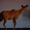 Greater Kudu