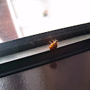 Harlequin Ladybird