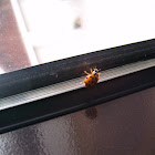 Harlequin Ladybird