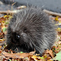 North American Porcupine