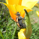 Cleridae