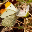 Falcate orange tip, male