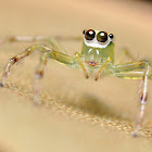 Jumper