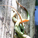 Grand Cayman Anole