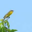 Yellow-breasted Chat