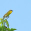 Yellow-breasted Chat