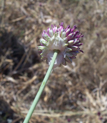 Allium sphaerocephalon,
Aglio delle bisce,
ail &agrave; t&ecirc;te ronde,
ball-headed onion,
Kugellauch,
Round Headed Leek,
round-headed garlic,
round-headed leek