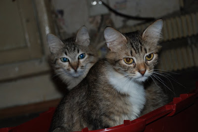 DSC_0054.JPG