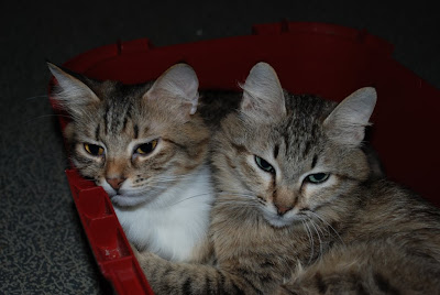 DSC_0046.JPG
