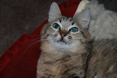 DSC_0041.JPG