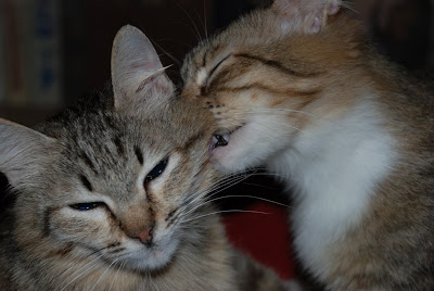 DSC_0035.JPG