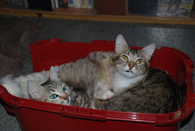 DSC_0016.JPG
