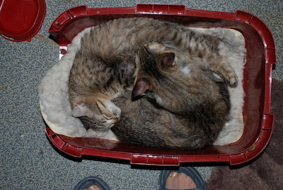 DSC_0005.JPG